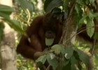 Oranguntanes | Recurso educativo 33949