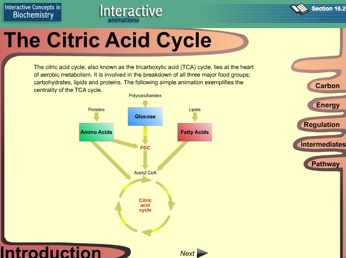 Video: The Citric Acid Cycle | Recurso educativo 39911