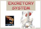 The excretory system | Recurso educativo 40394
