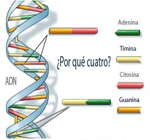 4 bases para un ADN | Recurso educativo 44783