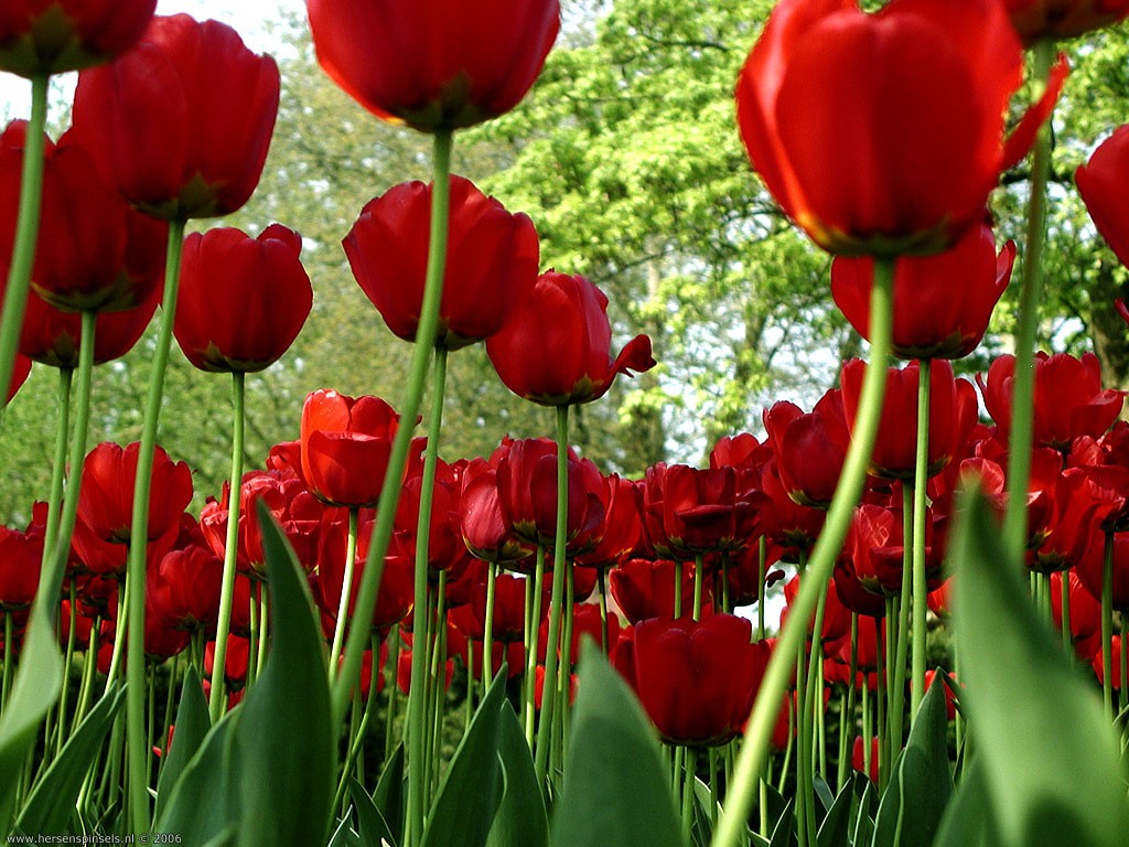 Tulipanes rojos | Recurso educativo 48853