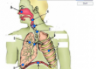 Label the human respiratory system | Recurso educativo 60338