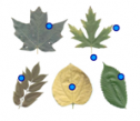 Leaf terminology | Recurso educativo 61499