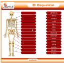 El esqueleto | Recurso educativo 10501