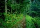 Fotografía: imagen de un bosque | Recurso educativo 17072