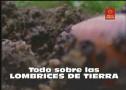 La lombriz de tierra | Recurso educativo 22207