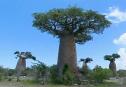 Baobabs de Madagascar | Recurso educativo 33132