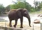elefante africano (Loxodonta africana) | Recurso educativo 3456