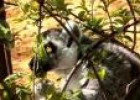 Lémur de cola anillada (Lemur catta, Linnaeus 1758) | Recurso educativo 3466