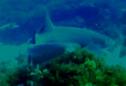 Tiburón nodriza (Ginglymostoma cirratum) | Recurso educativo 3623