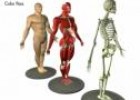 Vídeo: anatomía humana | Recurso educativo 6548