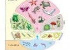La classificació dels éssers vius | Recurso educativo 70291