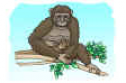 Centro de interés: El Chimpancé | Recurso educativo 70742