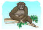 Centro de interés: El Chimpancé | Recurso educativo 70742