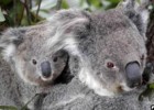 Calls to protect Australia's koalas | Recurso educativo 72703