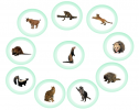 Mammals picture chart | Recurso educativo 79289