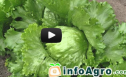 Vídeo: Cultivo de la lechuga (Parte 2º) | Recurso educativo 80793