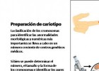 Preparación de cariotipo.jpg | Recurso educativo 97884