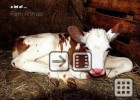 App 100 Animales de granja | Recurso educativo 117115