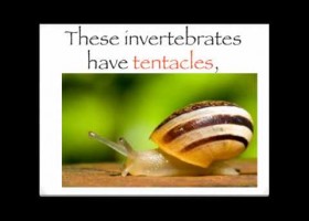 The invertebrates song | Recurso educativo 404348