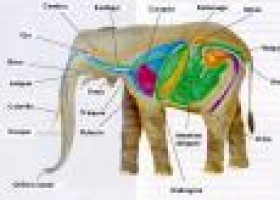 Clasificacion del Reino Animal | Recurso educativo 677408