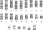 adn-dna: 382- L'Arxiu Europeu del Genoma-Fenoma (EGA), a Barcelona | Recurso educativo 677711