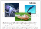 Mollusks - info and online games | Recurso educativo 725507