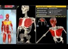 Animación de los músculos del cuerpo humano | Recurso educativo 729908