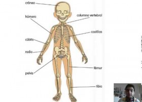 Los huesos y las articulaciones | Recurso educativo 686099
