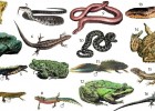 Amfibis i rèptils | Recurso educativo 731063