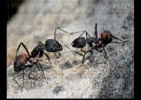 Eduardo Galeano - Las hormigas | Recurso educativo 731299