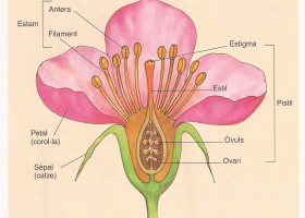 Parts d'una flor | Recurso educativo 726938