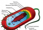 Célula procariótica típica | Recurso educativo 734917