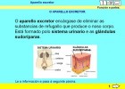 Aparello excretor | Recurso educativo 734978