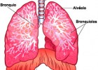 Los pulmones y la respiración | Recurso educativo 735888