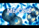 MEIOSIS | Recurso educativo 738017