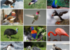 Aves - Wikipedia, la enciclopedia libre | Recurso educativo 738119