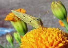 Insectos - Wikipedia, a enciclopedia libre | Recurso educativo 741109