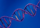 Caracteres genéticos heredados | Recurso educativo 752385