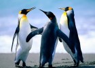 Penguins.jpg | Recurso educativo 757545