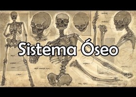 El Sistema Óseo (NUEVA VERSIÓN) | Recurso educativo 760339