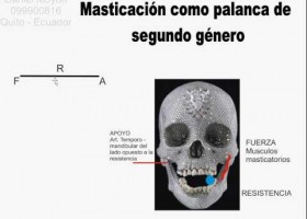 Palanques en el cos humà | Recurso educativo 762711