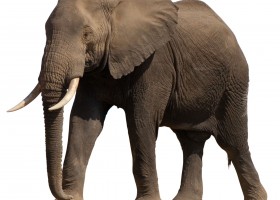 Elephant | Recurso educativo 773445