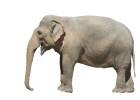 Elefante de perfil | Recurso educativo 773633