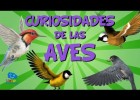 Curiosidades de las aves | Recurso educativo 774258