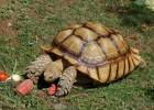 Tortoise | Recurso educativo 776868