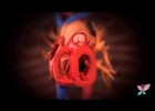 El funcionamiento del sistema circulatorio | Recurso educativo 756663