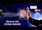 Les cèl·lules del sistema immunològic | Recurso educativo 786501