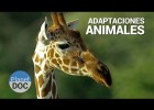 Adaptacions animals | Recurso educativo 790115