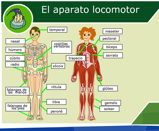 El aparato locomotor humano | Recurso educativo 35658